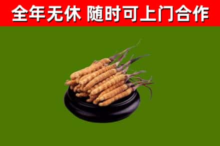 莱山区回收散虫草