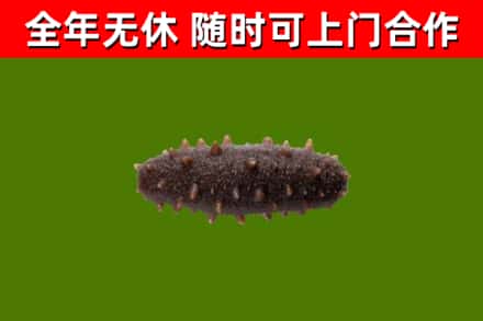 莱山区回收海参干
